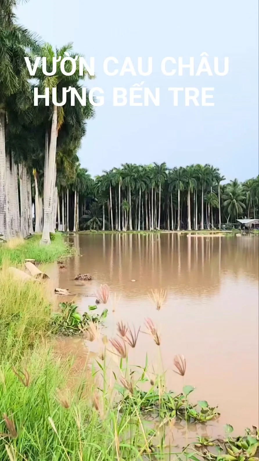 Ảnh thumbnail thật của Reel về quê hương miền Tây